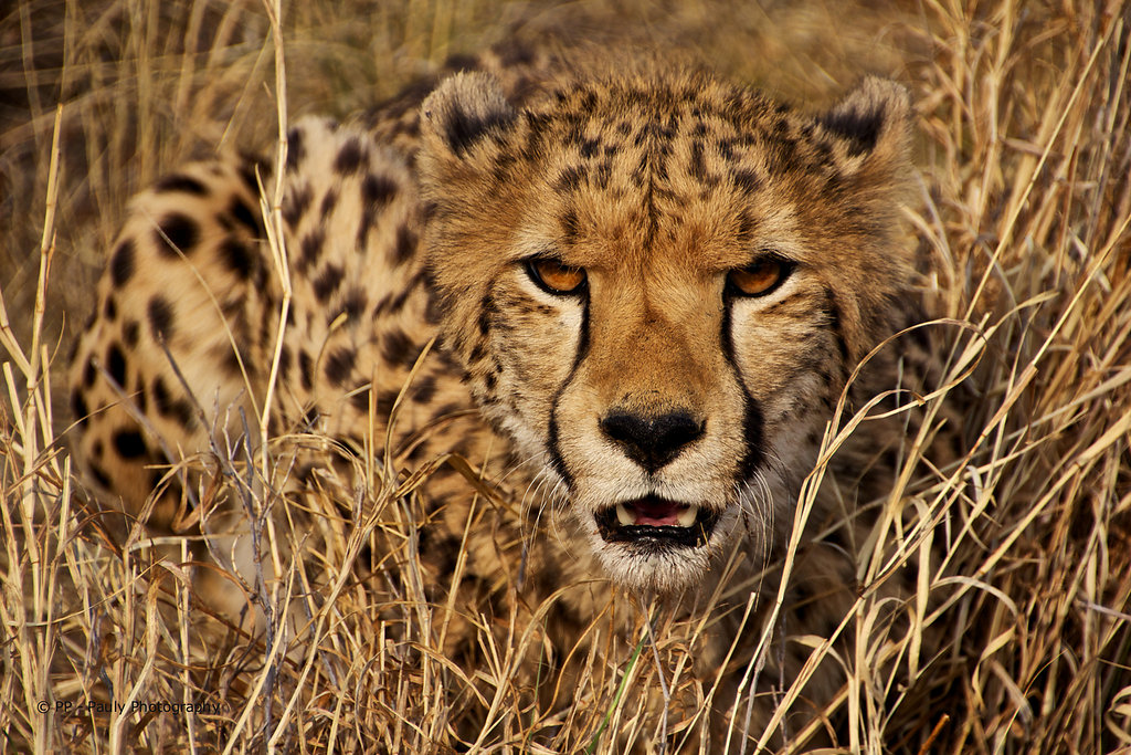 Cheetah - Gepard